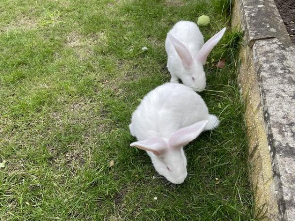 Image 5 of For sale continental giant rabbits