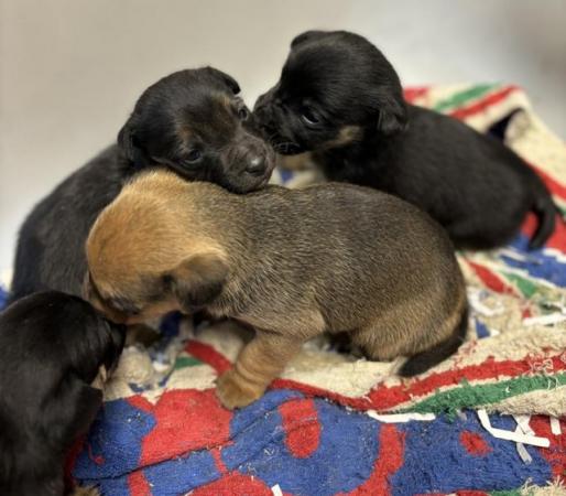 Jack Russell Puppies for sale in Leek, Staffordshire - Image 3