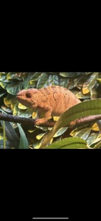 Image 4 of Sambava chameleon 17 months female