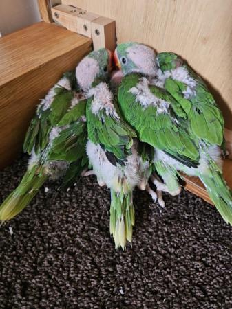 Image 3 of baby alexandrine parrots for sale