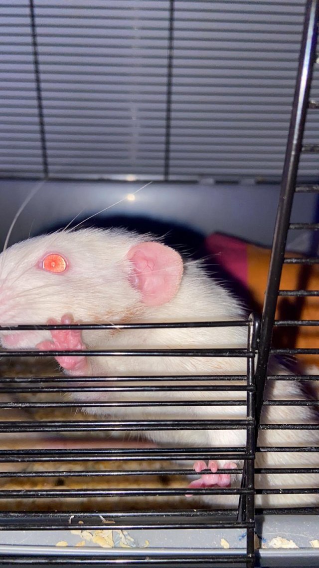 Preview of the first image of 2 male rats for sale with enclosure.