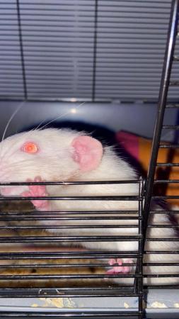 Image 1 of 2 male rats for sale with enclosure