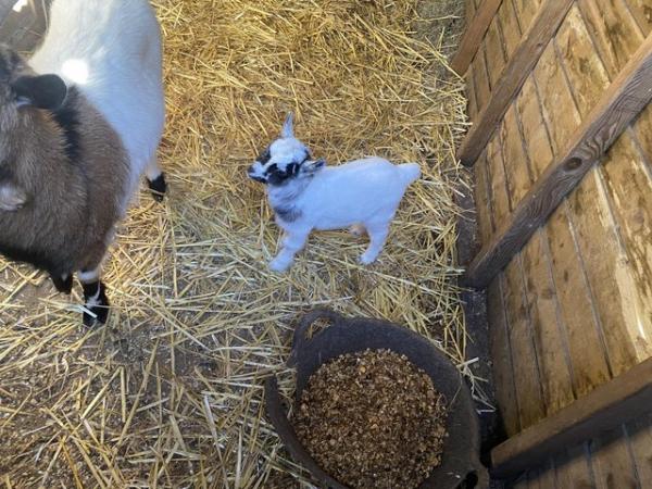 Image 3 of Dwarf dairy goats for sale
