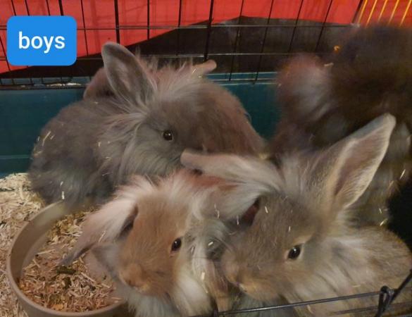 Image 1 of 12 week old lion head x french lop rabbits for sale