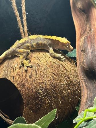 Image 2 of Crested gecko and Vivarium for sale