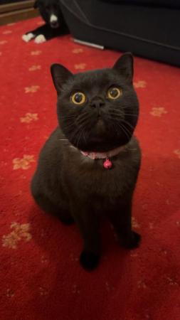 Image 8 of Ragdoll cross British Shorthair Chocolate Kittens due