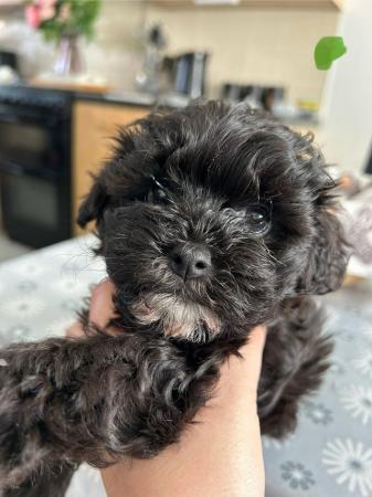 Image 7 of Toy Shih-poo’s puppies (Imperial )