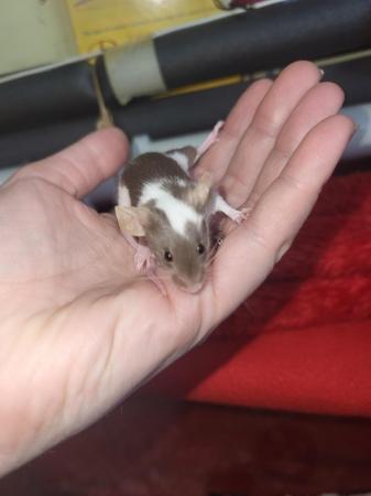 Image 5 of Friendly baby mice ready now