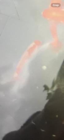 Image 2 of Rare wakin goldfish stunning