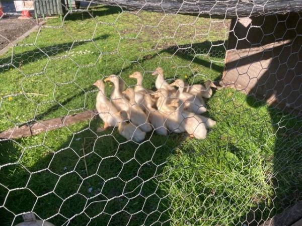 Image 1 of 6 week old Aylesbury Ducklings Unsexed