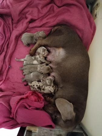 Image 5 of 2 girls left!! Miniature dachshund puppies KC REG
