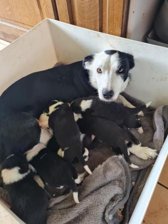 Image 5 of REDUCED READY NOW Stunning Collie pups looking for new homes