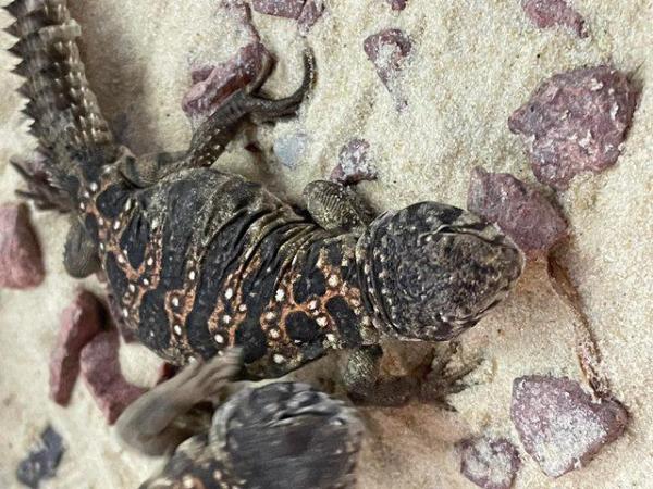 Image 2 of Baby Ocellated Uromastyx for sale