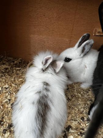 Image 6 of ACCIDENTAL rex x lionhead bunnies looking for loving homes