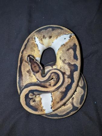 Image 4 of Wild pied royal/ball python