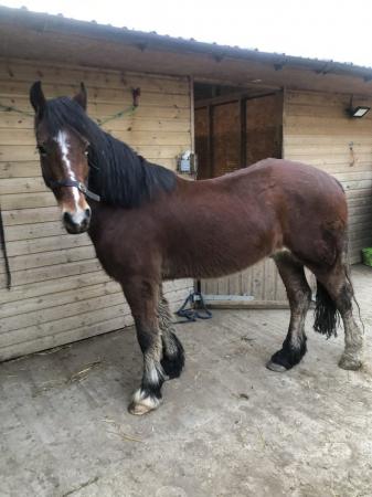 Image 2 of Welsh cob looking for new home