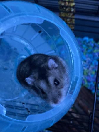 Image 2 of 10 month old Russian dwarf hamster