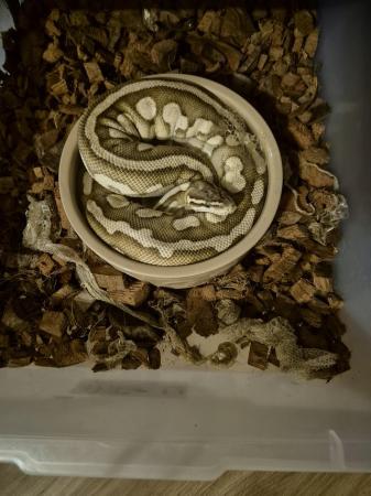 Image 2 of 2022 ball python pastel lesser female