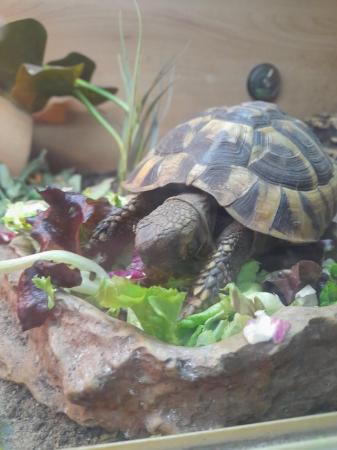 Image 7 of 3 year old herrmans tortoise with complete set up
