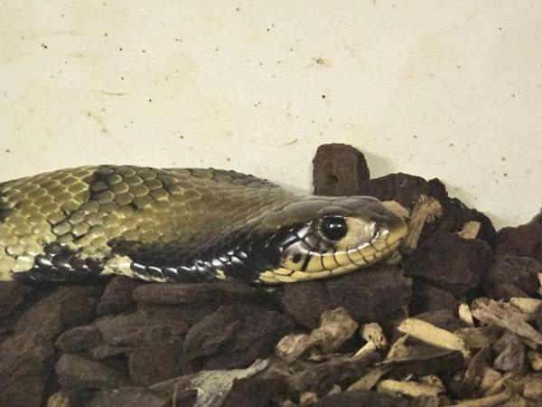 Image 3 of False Water Cobra Snake - CB22 50% Het Hypo & Lavender