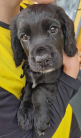 Image 12 of Kc registered cocker spaniel pups ready 25 th April