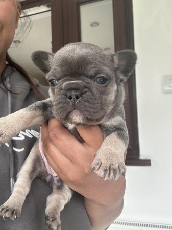 Image 5 of KC registered French Bulldogs