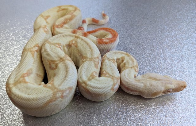 Preview of the first image of Albino Jungle Boa Constrictor Male het Snow CB 2023.