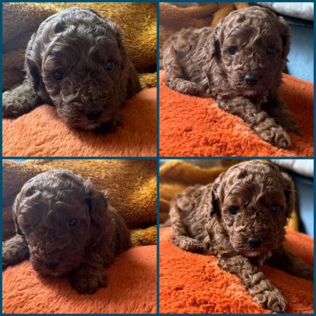 Image 5 of Beautiful Ruby red toy poodle's