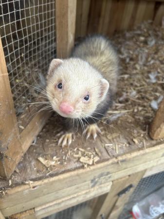 Image 1 of Various ferrets for sale hobs and gills