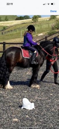 Image 3 of Stunning cob looking for a part loaner