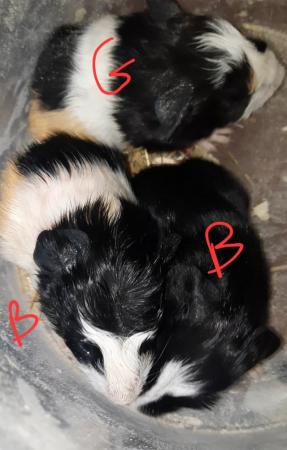 Image 1 of Beautiful guinea pigs!!!!!! 35pair