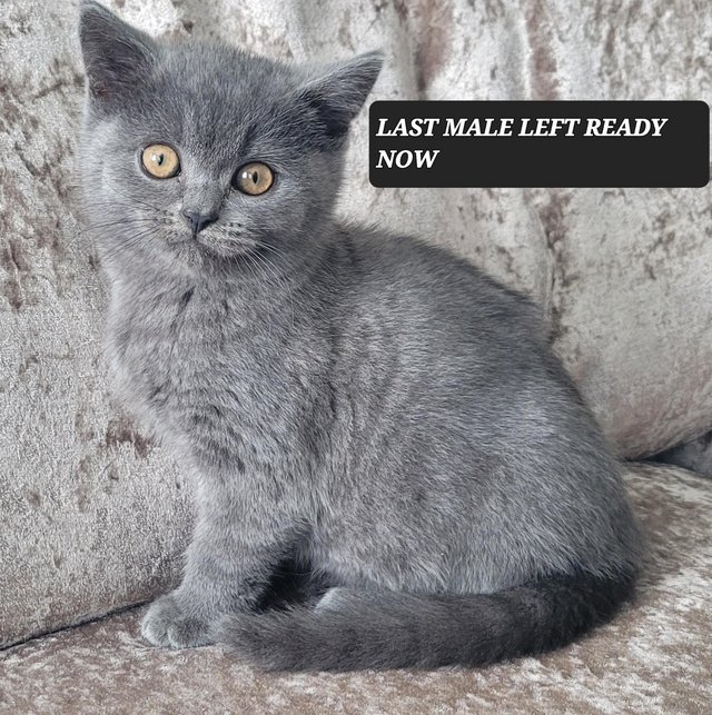 Preview of the first image of LAST BLUE MALE READY NOWBRITISH SHORTHAIR.