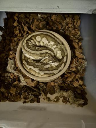 Image 1 of 2022 ball python pastel lesser female