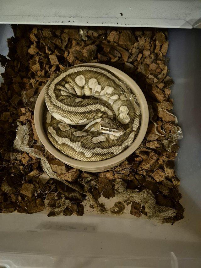 Preview of the first image of 2022 ball python pastel lesser female.