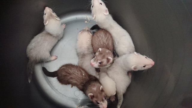 Image 5 of Micro ferret kits for sale ready now
