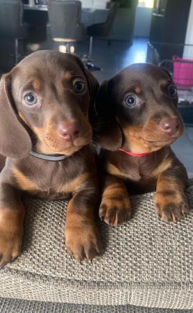 Image 1 of dachshund miniature puppies READY TO LEAVE 22nd NEXT WEEK