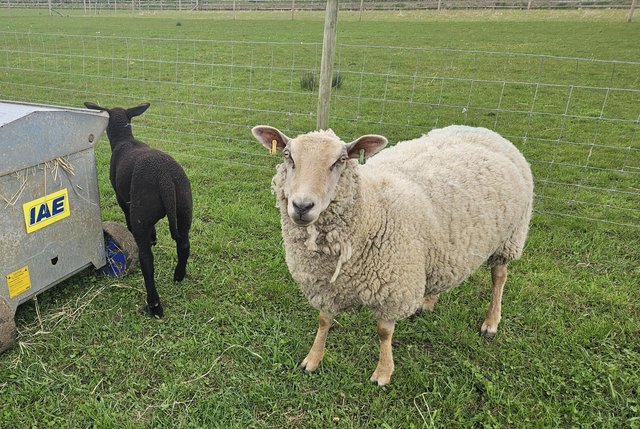 Preview of the first image of Commercial Type Ewe with lamb at foot.