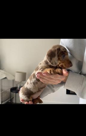 Image 7 of Quality bred Miniature Dachshunds 2 boys for sale.