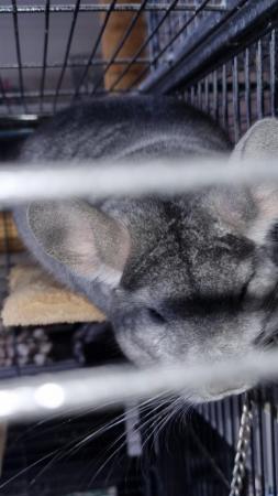 Image 5 of Chinchillas 2 bonded males Violet and Standard Grey