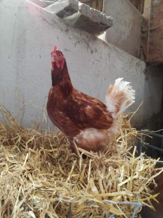 Image 3 of Ex layer hens for sale £1 each