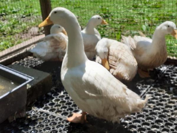 Image 5 of Aylesbury / Campbell High Fertility Duck Hatching Eggs £2.50