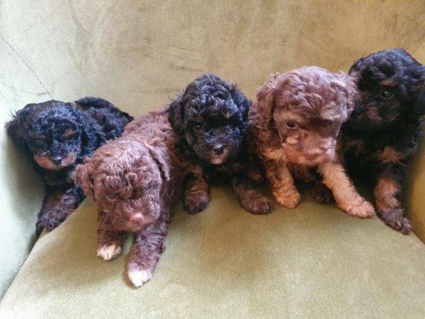 Image 20 of kc reg tiny chocolate toy poodle for stud only