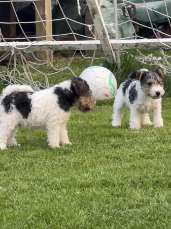 Image 5 of Wire haired fox terrier pups ready now
