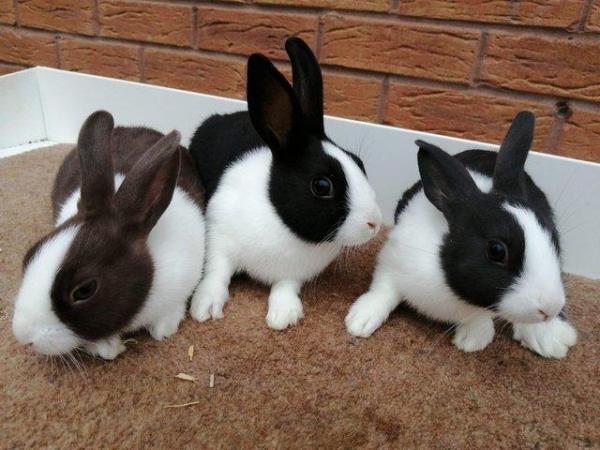 Image 2 of Baby Dutch Rabbits for Sale £20 (chocolate, blue, dutch)