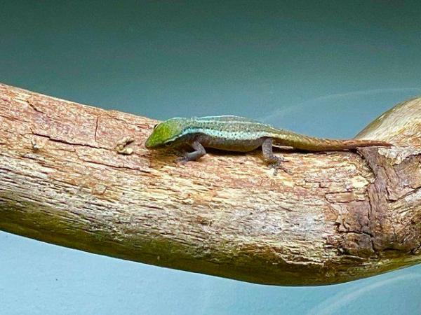 Image 2 of Cameroon dwarf day gecko. Lygodactylus conraui
