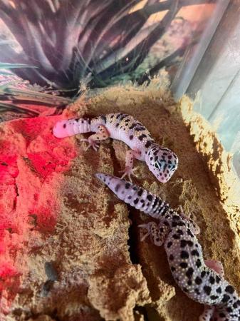 Image 4 of Montanus leopard gecko £70 Each