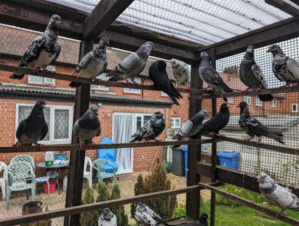 Image 3 of Pigeons for sale, have English Tripplers and Pakistani high
