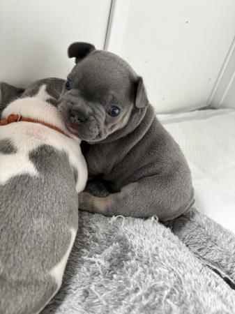 Image 10 of 5 Stunning French bulldogs lilac tan blue pied