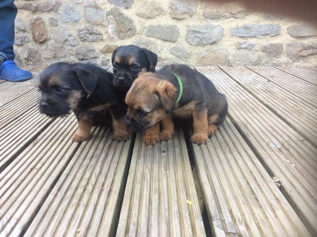 Preview of the first image of Pedigree Border Terrier pups.
