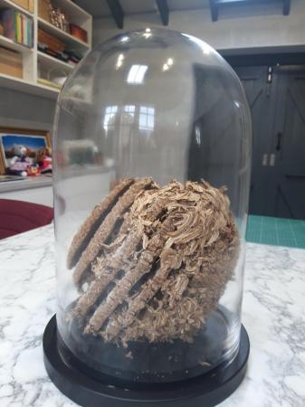 Image 2 of WASP NEST IN BEAUTIFUL GLASS DOME